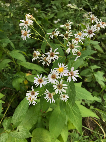 iNaturalist observation photo of Forked Aster