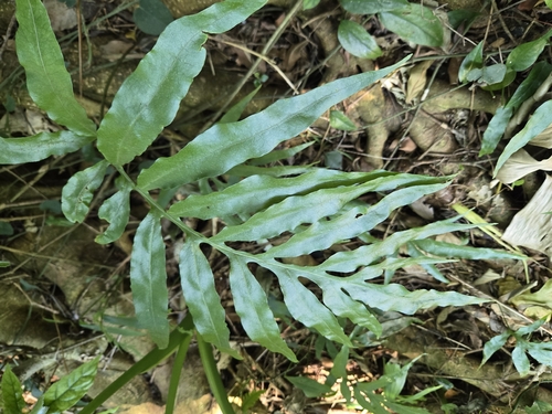 Broad-pinna Colysis (Leptochilus ellipticus)