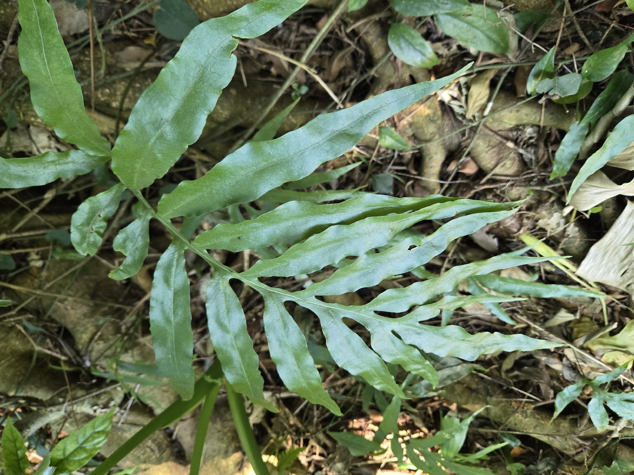 Broad-Pinna Colysis (Leptochilus ellipticus)