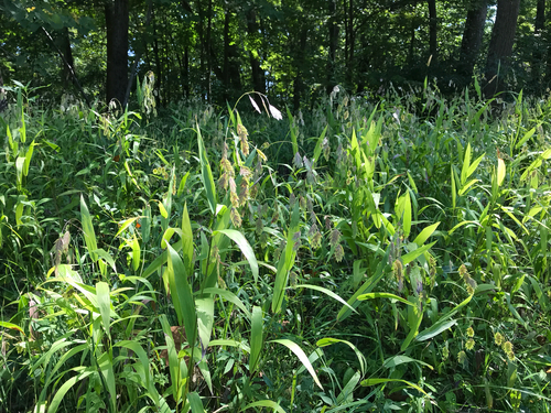 iNaturalist observation photo of river oats