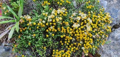Helichrysum parvifolium