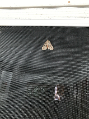 iNaturalist observation photo of Joined Underwing Moth