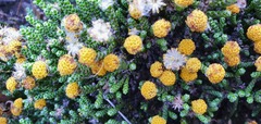 Helichrysum parvifolium