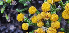 Helichrysum parvifolium