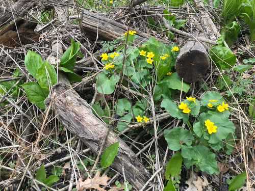 iNaturalist observation photo of marsh marigold