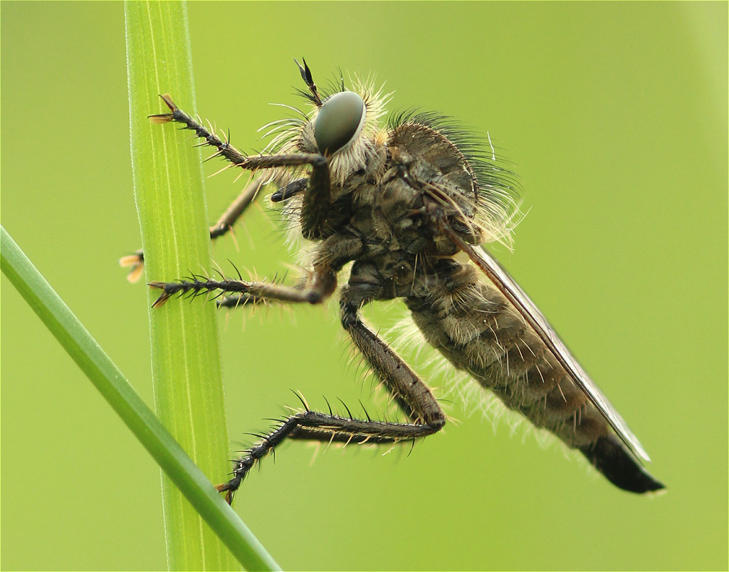 Dysmachus
