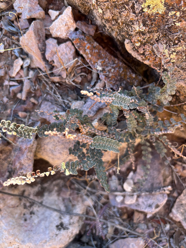 Astrolepis cochisensis ssp. arizonica