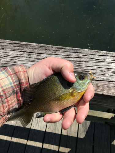 iNaturalist observation photo of Bluegill