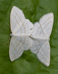 Scopula quadrilineata