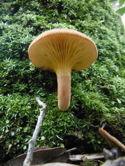 Phylloporus leucomycelinus