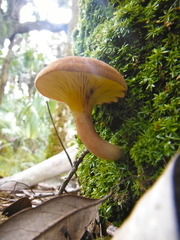 Phylloporus leucomycelinus