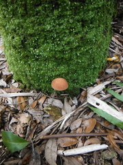 Phylloporus leucomycelinus