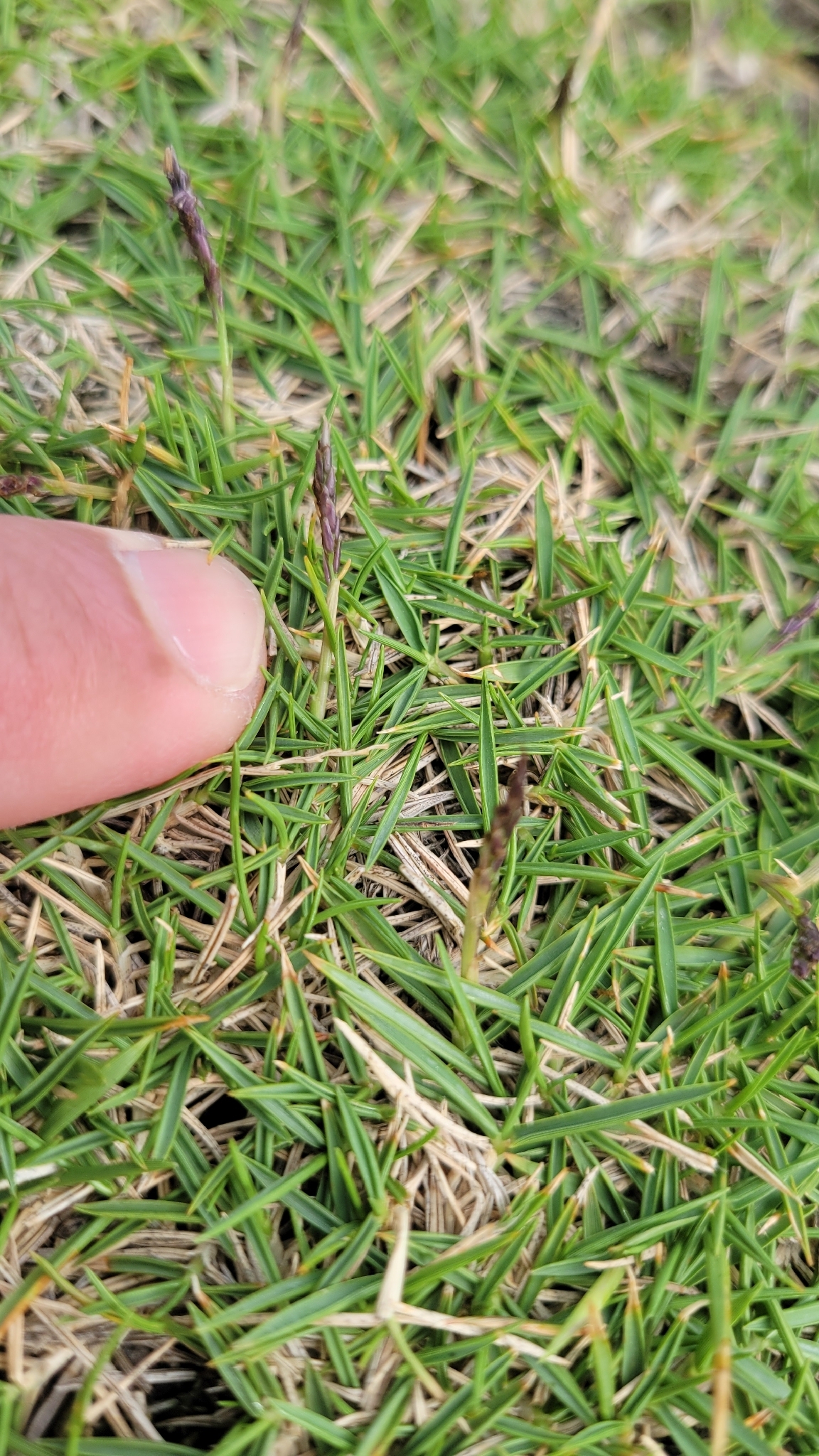 Imagem de Grama buchinho
