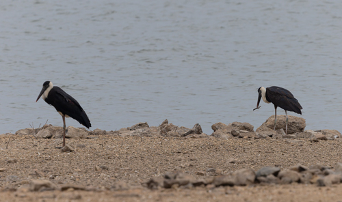 iNaturalist: (c) shajanshaki, some rights reserved (CC BY-NC), uploaded by shajanshaki iNaturalist image