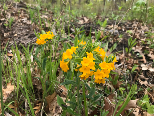 iNaturalist observation photo of hoary puccoon