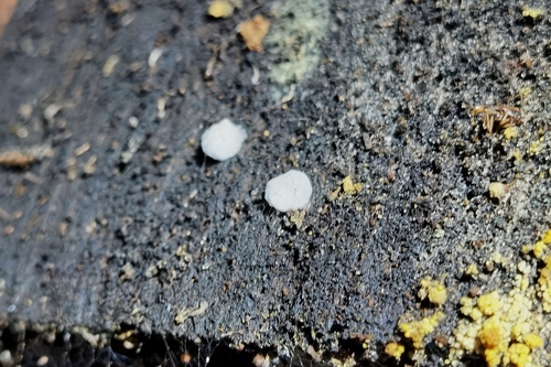Lessertia dentichelis