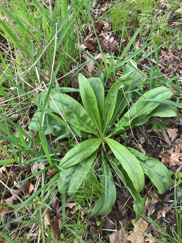 iNaturalist observation photo of American columbo