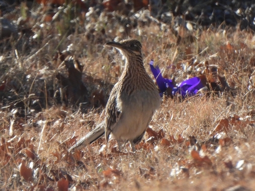 Greater Roadrunner observed by narwahl
