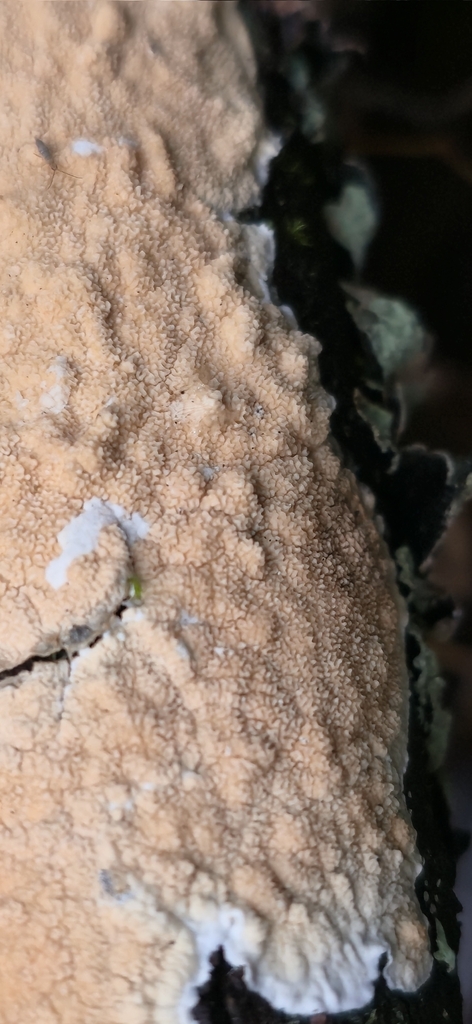 Byssomerulius corium · January 2026 · photo: © leannestacy (iNaturalist, cc0)