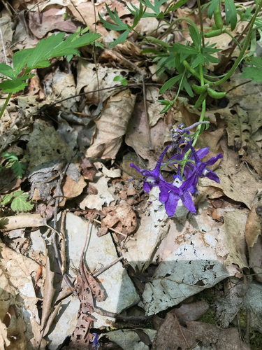 iNaturalist observation photo of dwarf larkspur