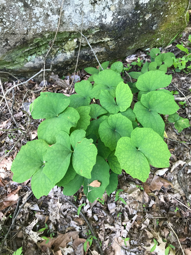 iNaturalist observation photo of twinleaf