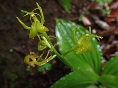 Liparis sootenzanensis iNat (2)