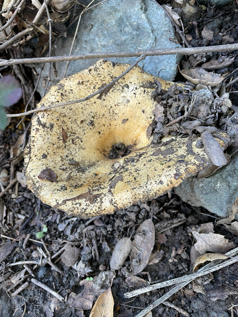 Lactarius alnicola