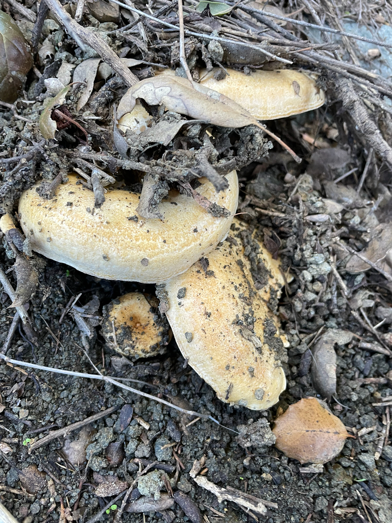 Lactarius alnicola · January 2026 · photo: © markvalen (iNaturalist, cc-by)