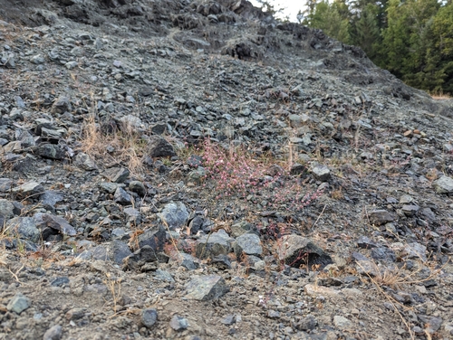 wicker buckwheat (Eriogonum luteolum)