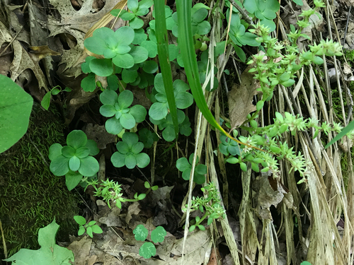 iNaturalist observation photo of woodland stonecrop