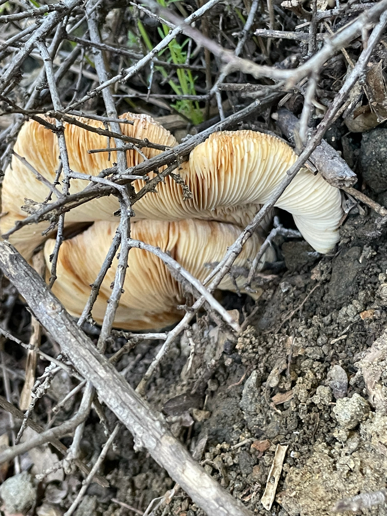 Lactarius alnicola · January 2026 · photo: © markvalen (iNaturalist, cc-by)