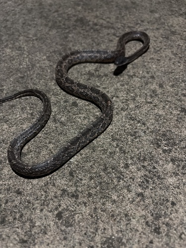 Western Ratsnake observed by jackiehick52