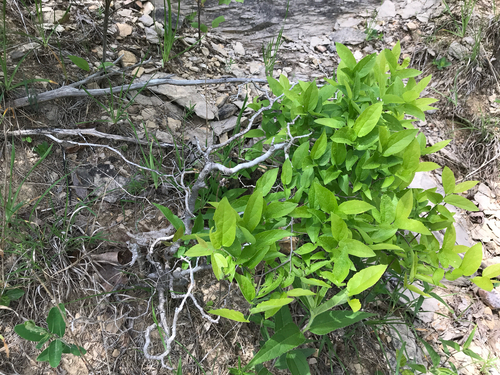 iNaturalist observation photo of Dwarf Hackberry