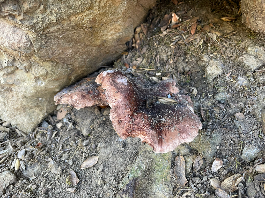 Tricholoma dryophilum · January 2026 · photo: © markvalen (iNaturalist, cc-by)