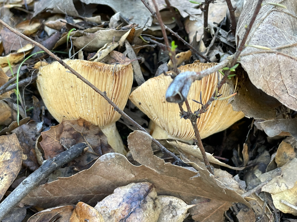 Lactarius alnicola · January 2026 · photo: © markvalen (iNaturalist, cc-by)
