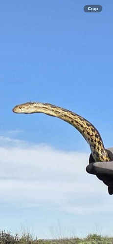 Gopher Snake observed by moorewildlife