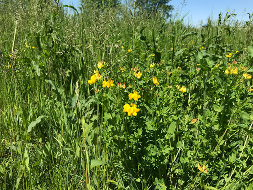 iNaturalist observation photo of bird's-foot trefoil