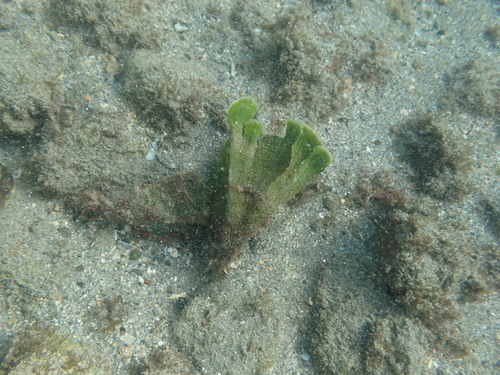 Udotea flabellum observed 2025-12-19