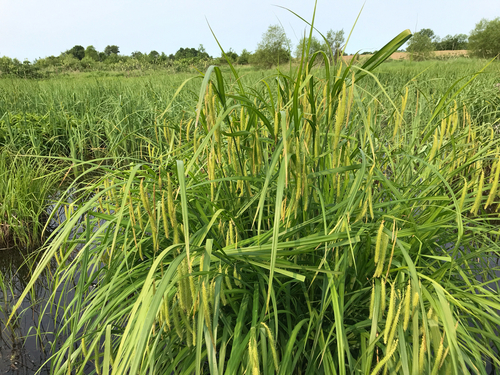 iNaturalist observation photo of fringed sedge