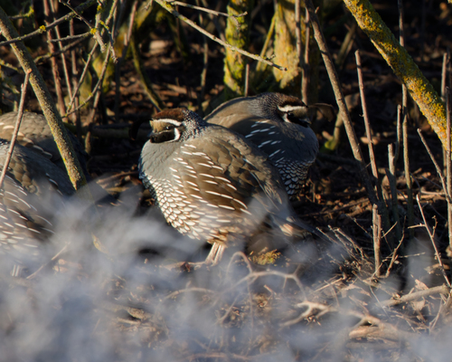 California Quail observed by scwraw