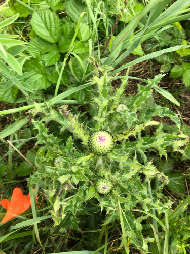 iNaturalist observation photo of Hill's Thistle