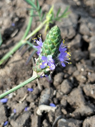 foxtail prairie clover (Dalea leporina)