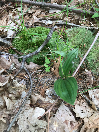 iNaturalist observation photo of pink lady's slipper