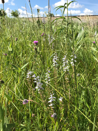 iNaturalist observation photo of pale-spiked lobelia