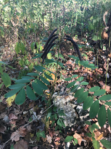 iNaturalist observation photo of Maryland senna