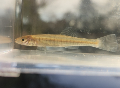 Waccamaw killifish (Fundulus waccamensis) — Fundulidae — 5