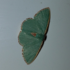 Heterorachis devocata