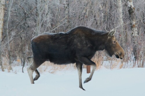 Moose observed by alchem30
