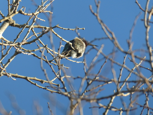 Anna's Hummingbird observed by pr0c3551ng