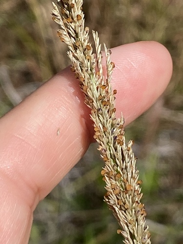 Sporobolus elongatus observed 2026-01-14